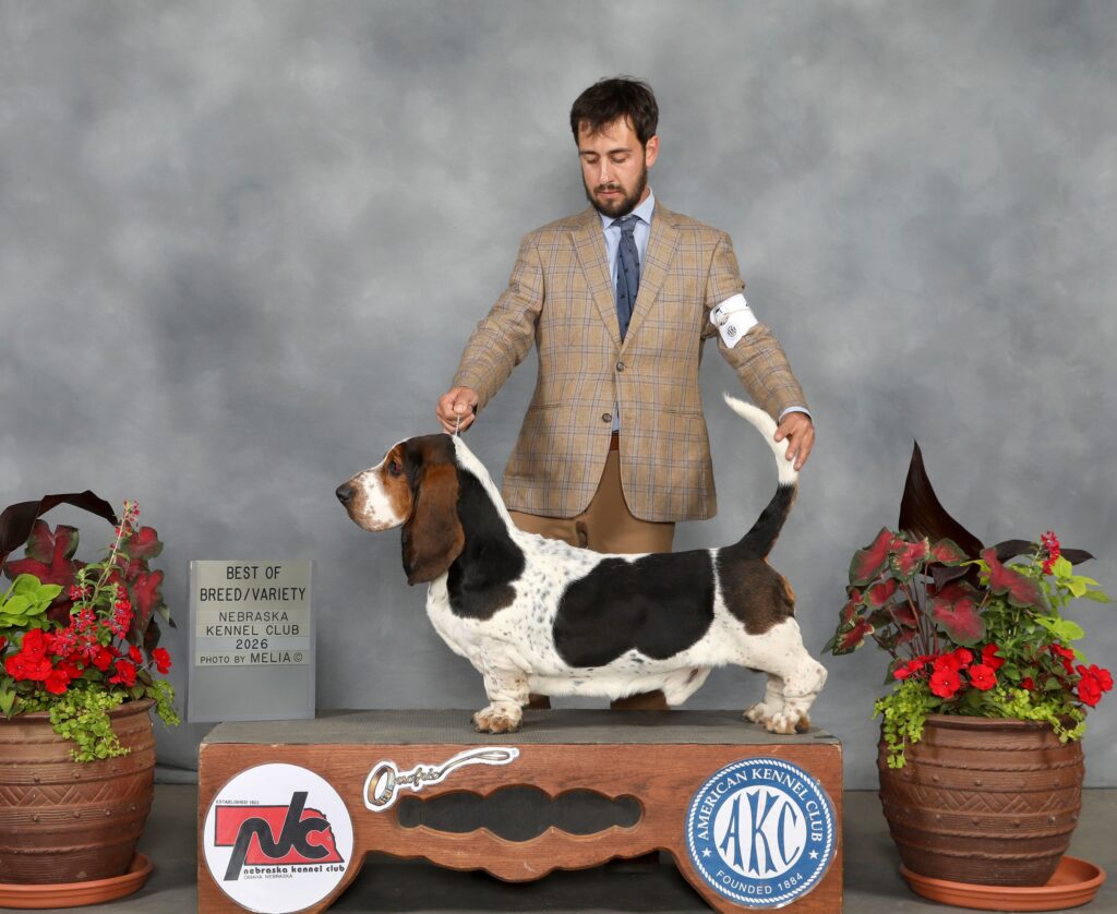 Champion/ Show News 13