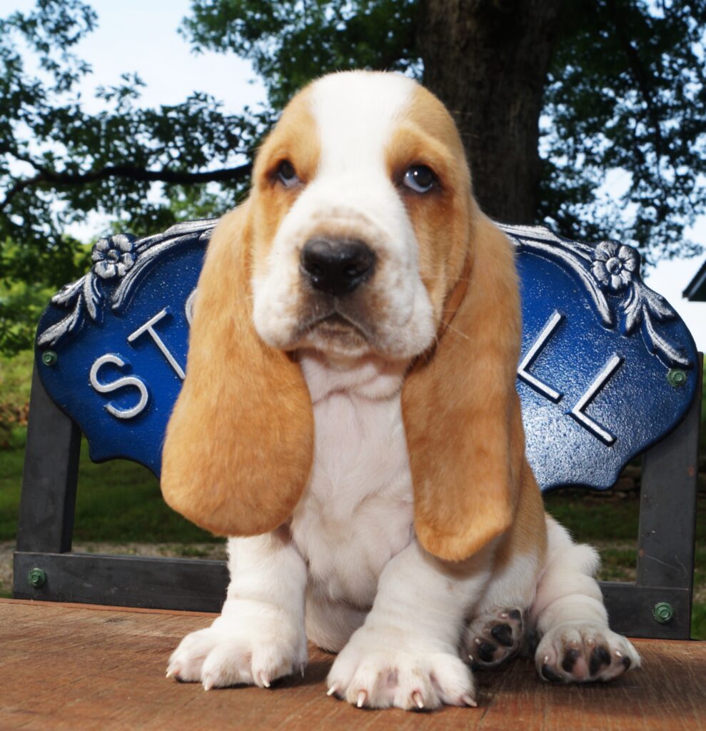 Basset Puppies 17