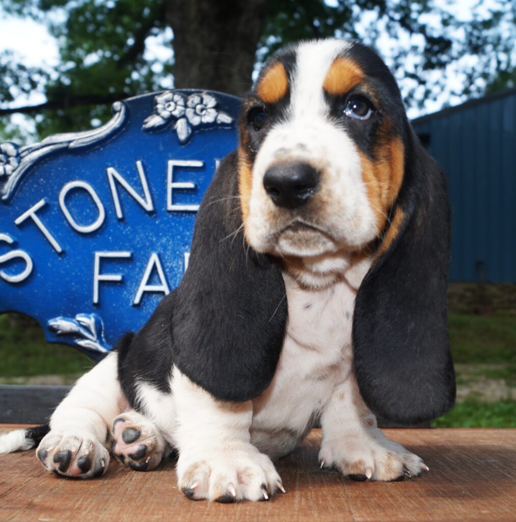 Basset Puppies 24