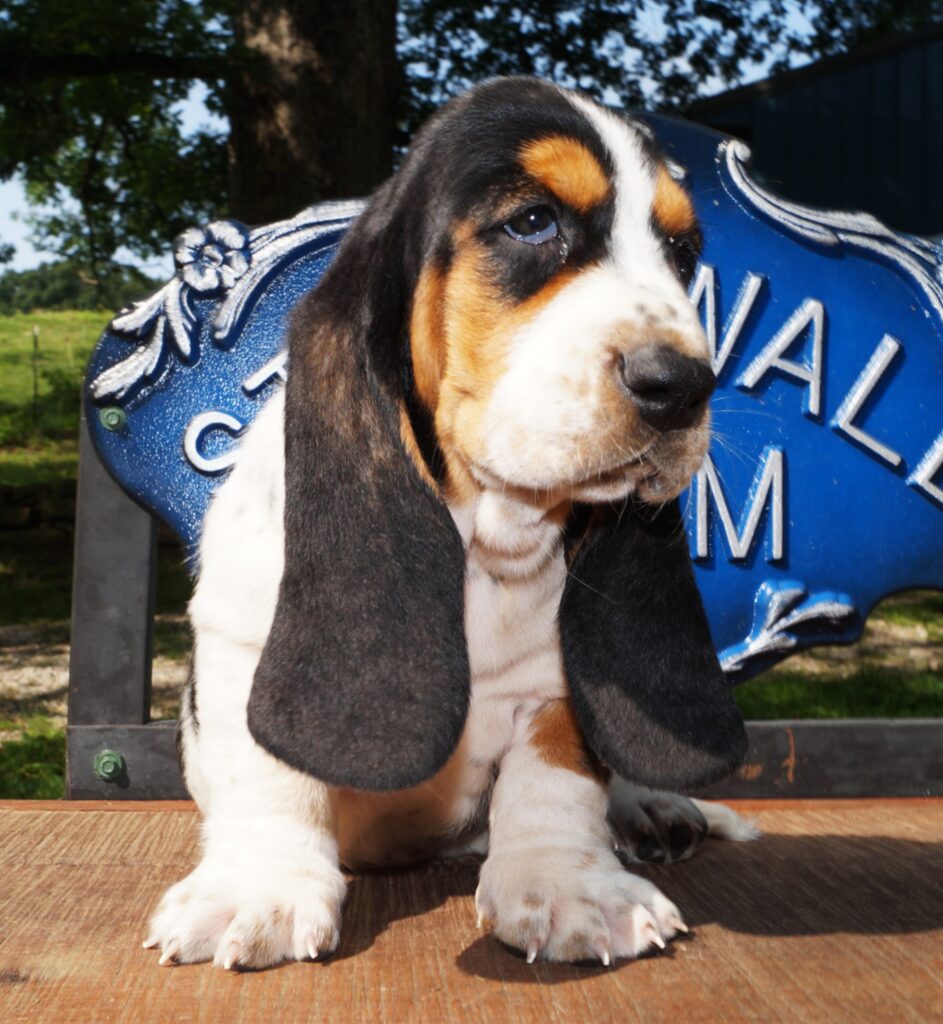 Basset Puppies 23