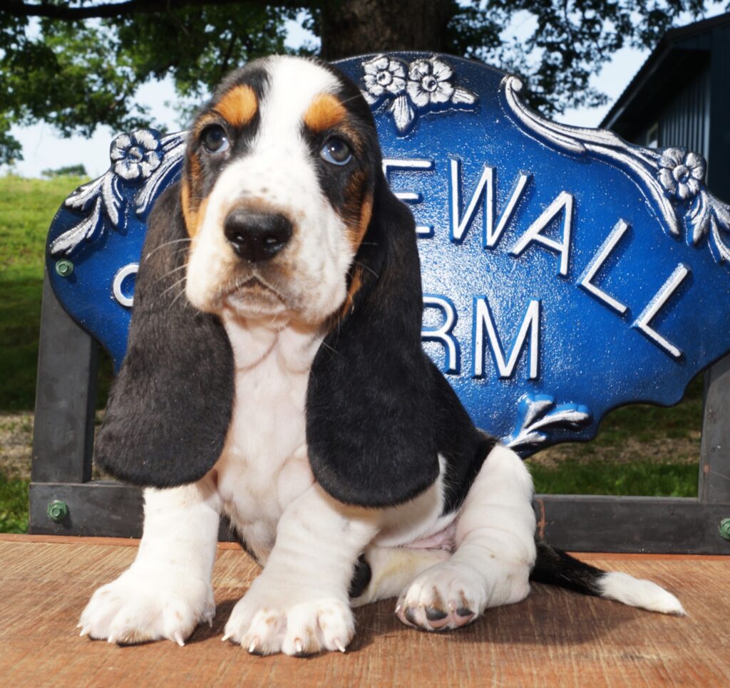 Basset Puppies 25