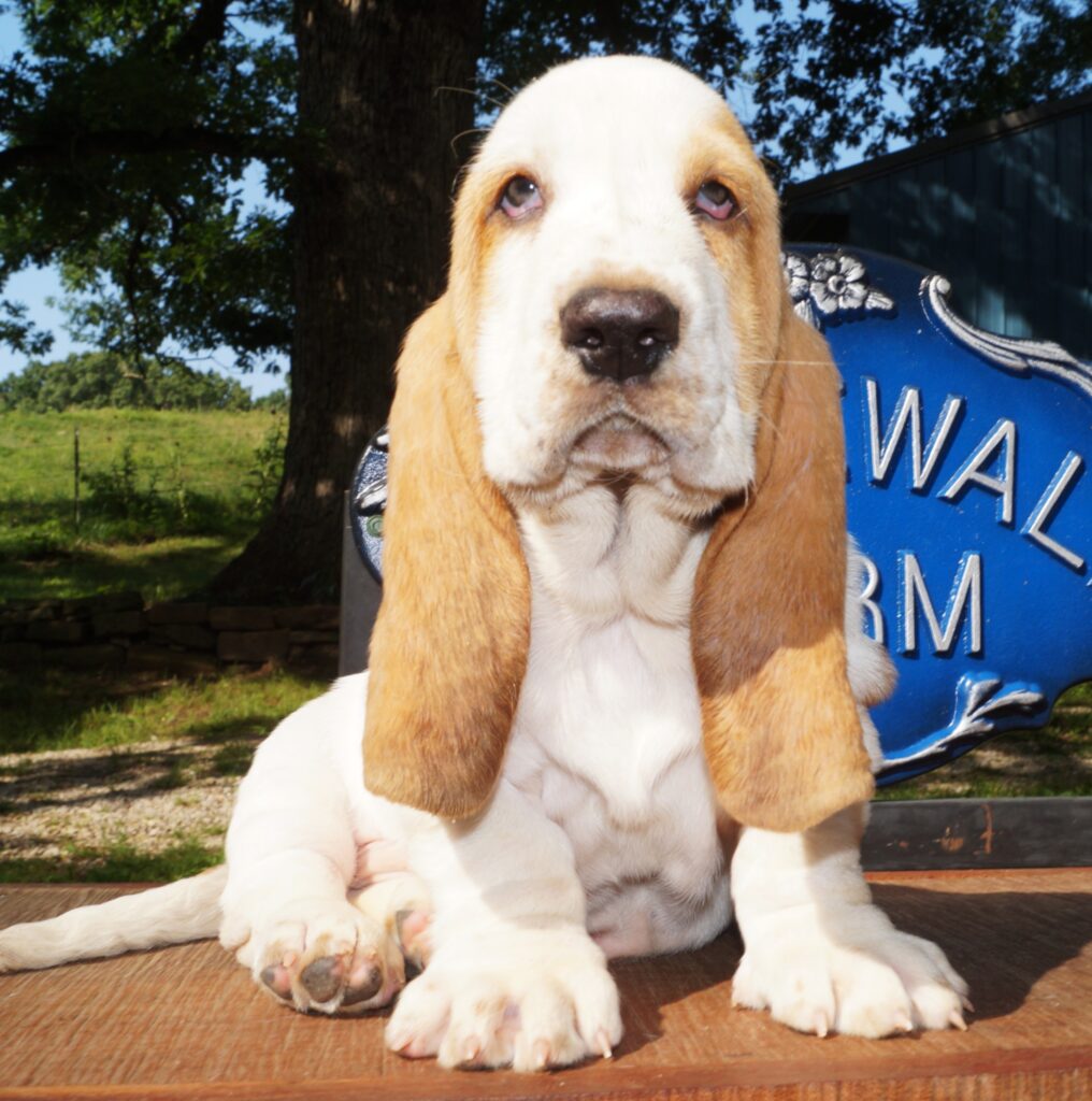 Basset Puppies 9