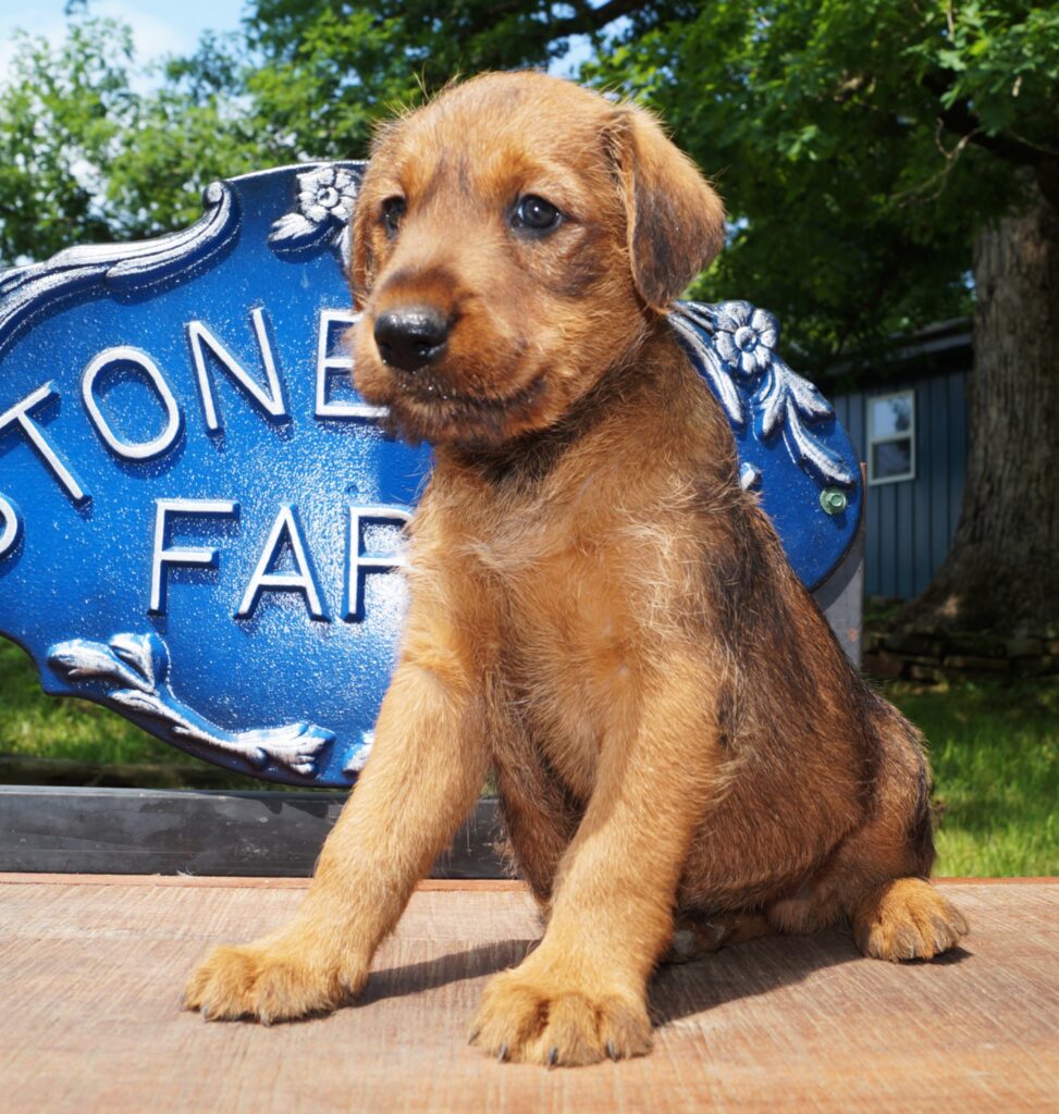 Irish Terriers 2