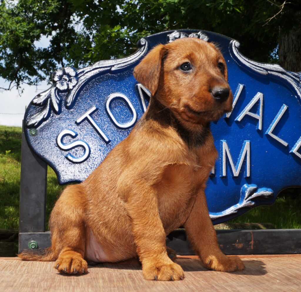 Irish Terriers 4