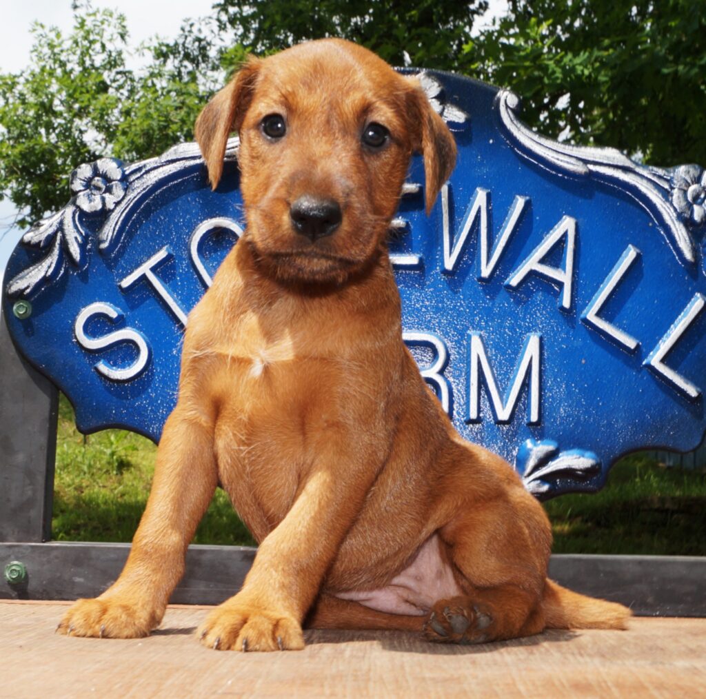 Irish Terriers 5