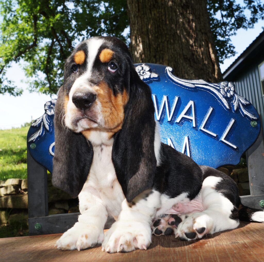 Basset Puppies 22