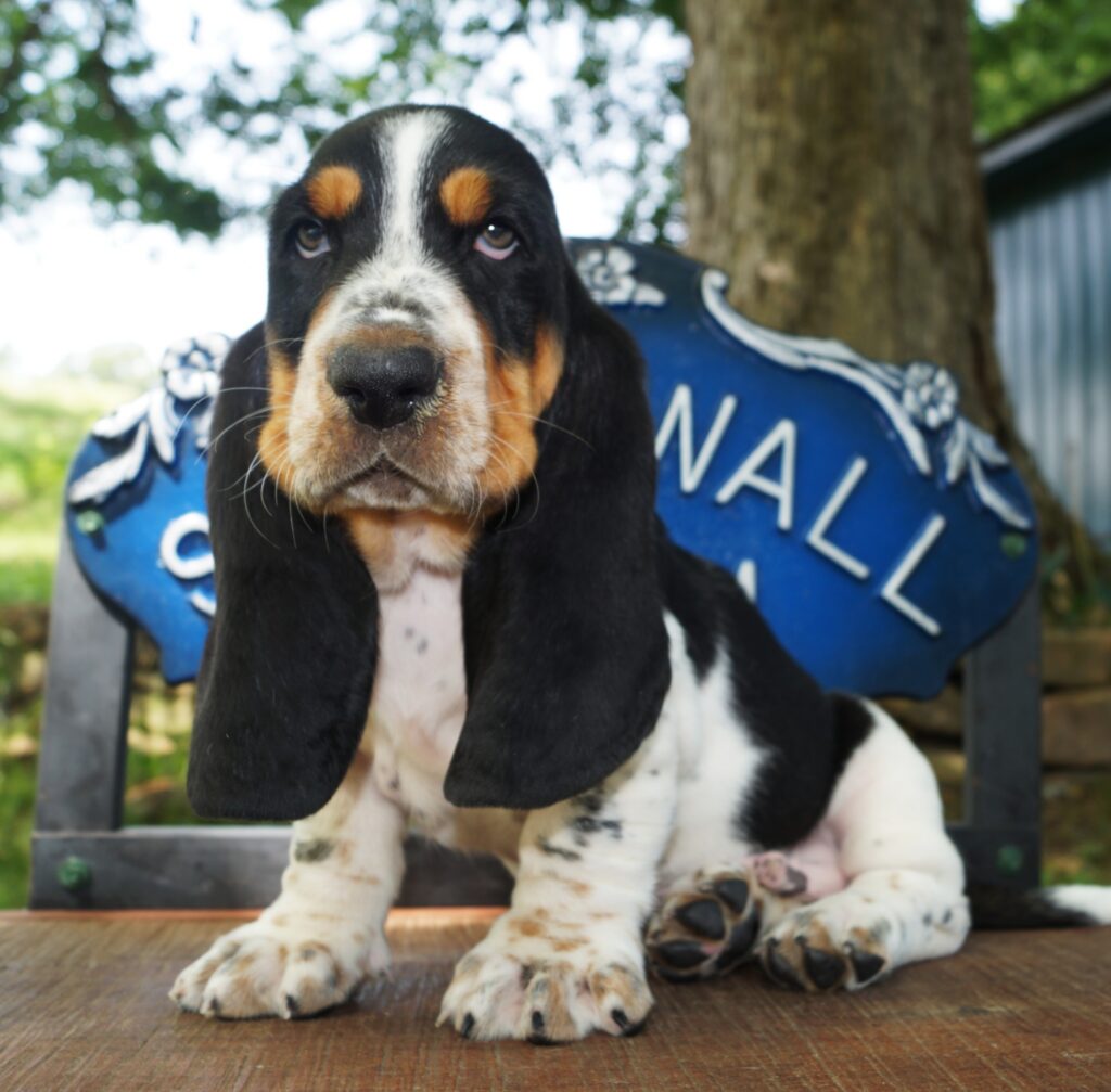 Basset Puppies 5