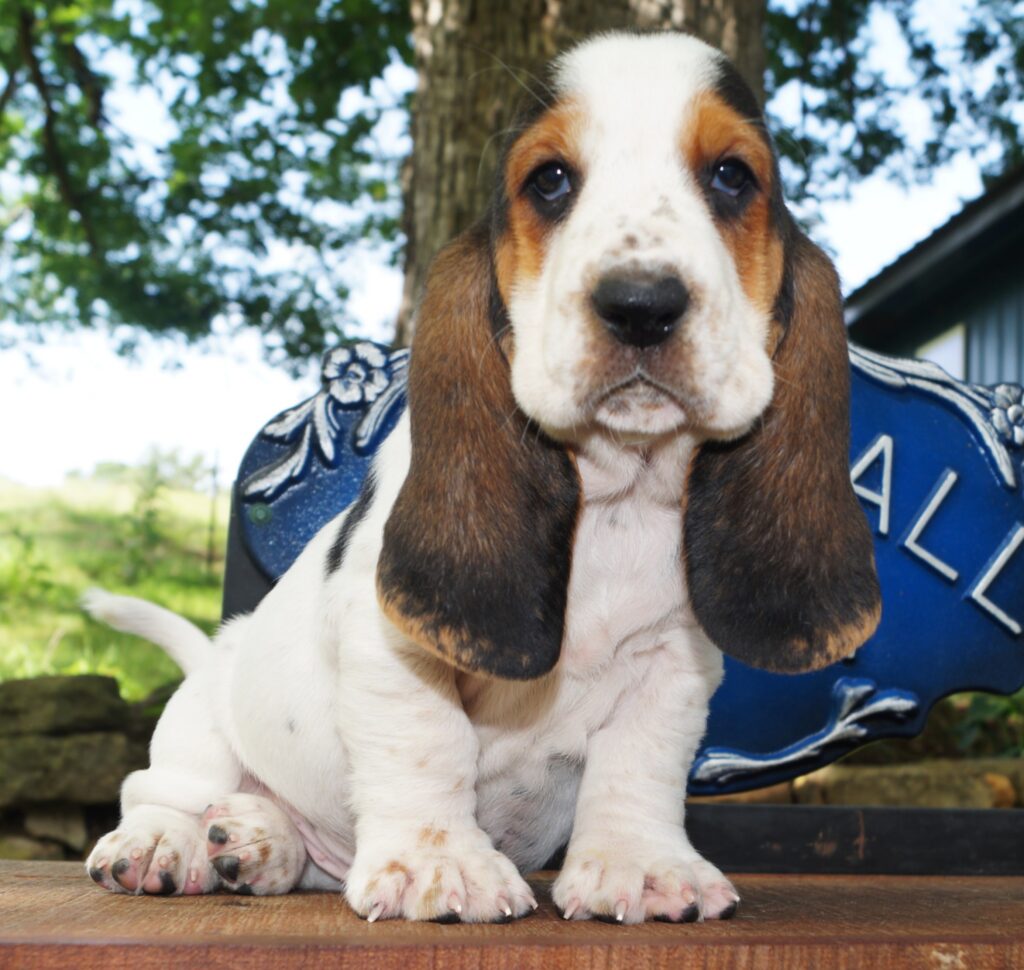 Basset Puppies 12