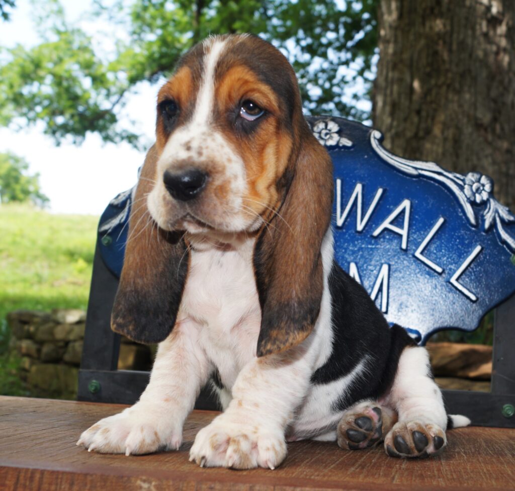 Basset Puppies 18