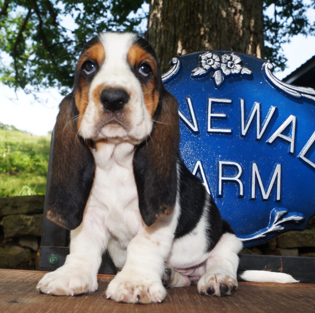 Basset Puppies 19