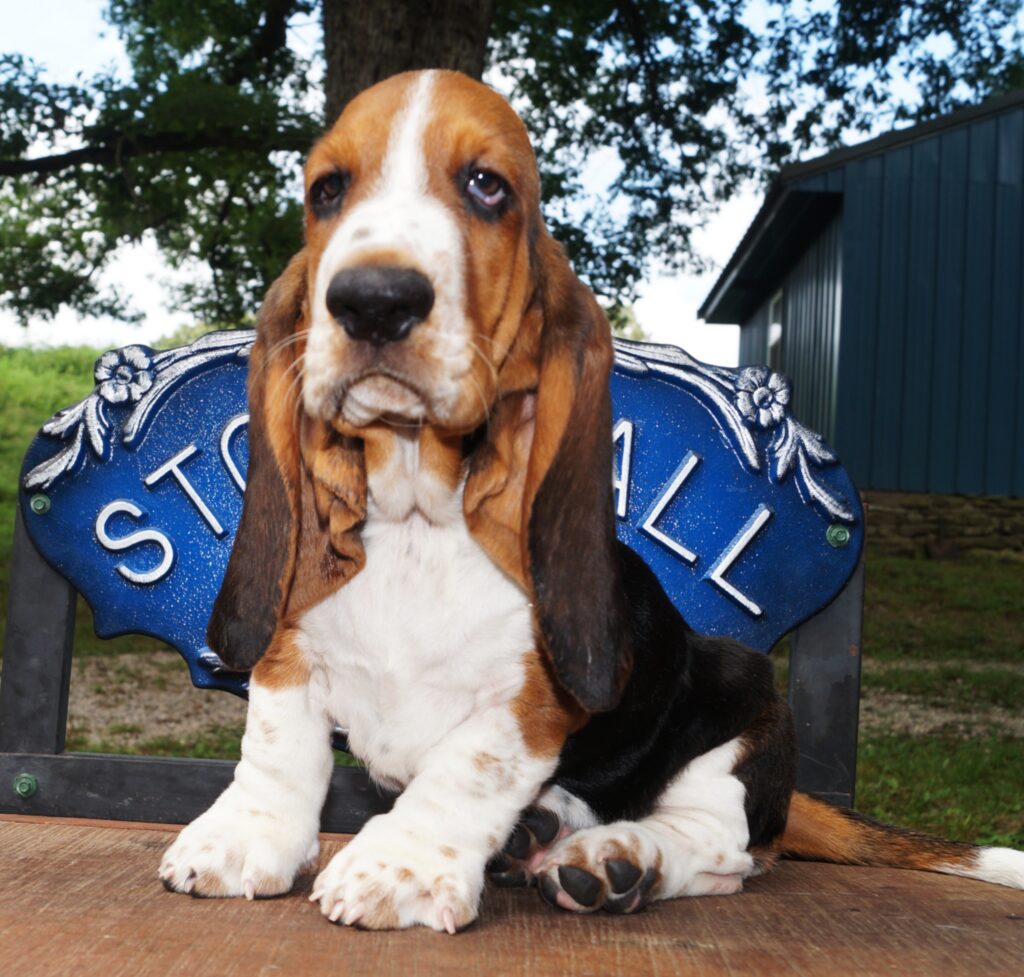 Basset Puppies 34