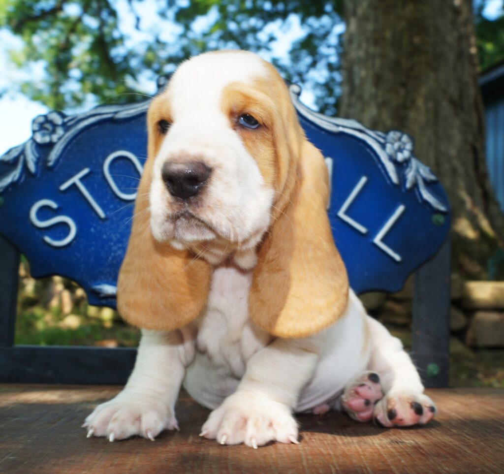 Basset Puppies 2