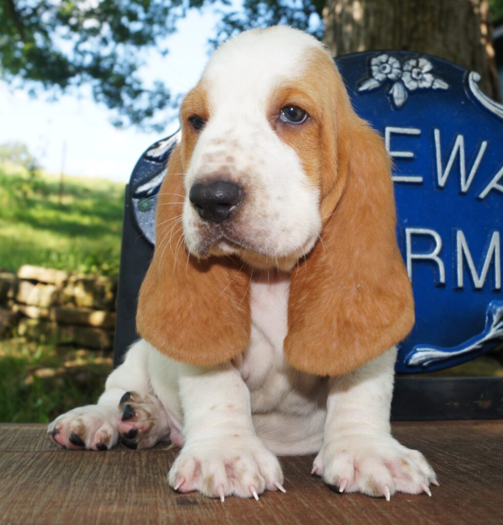 Basset Puppies 4