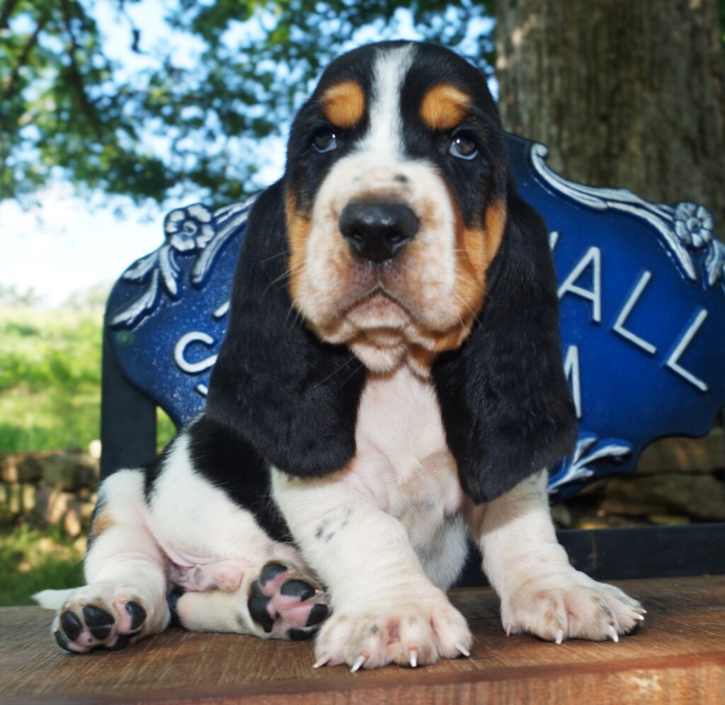 Basset Puppies 3