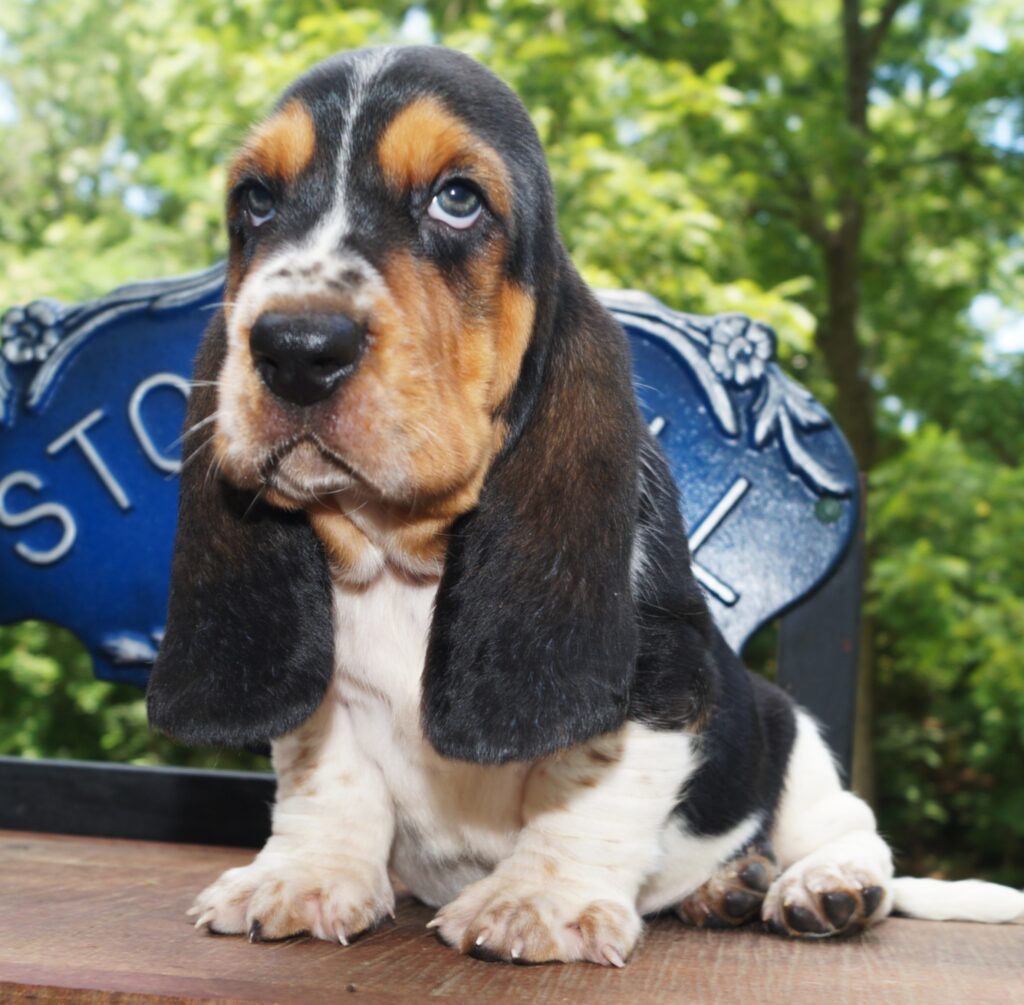 Basset Puppies 10