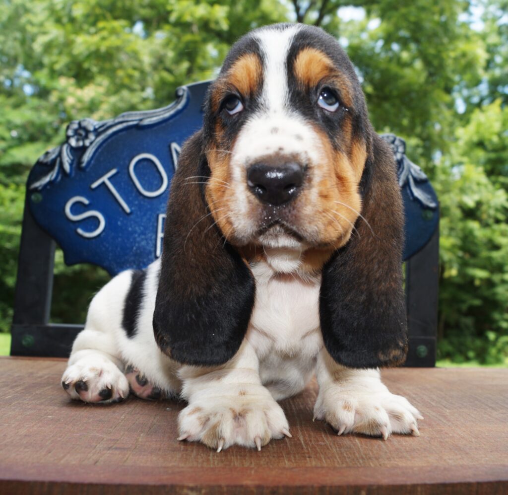 Basset Puppies 16