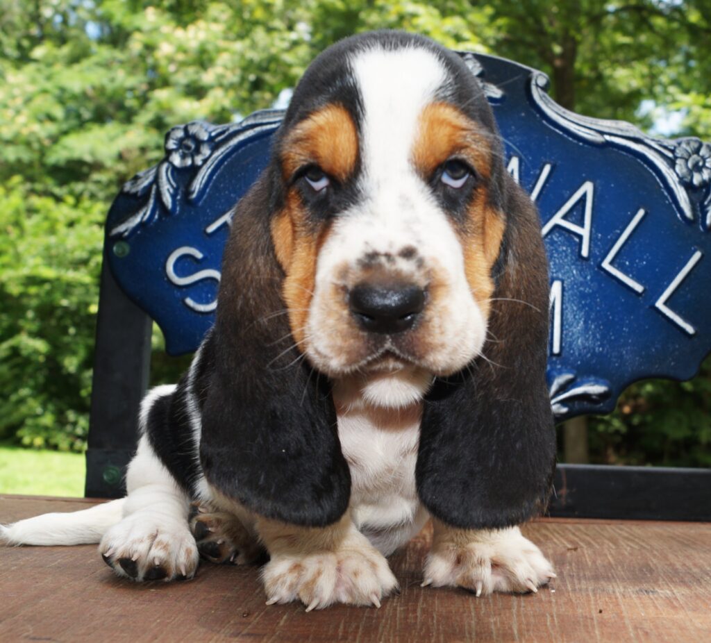 Basset Puppies 21