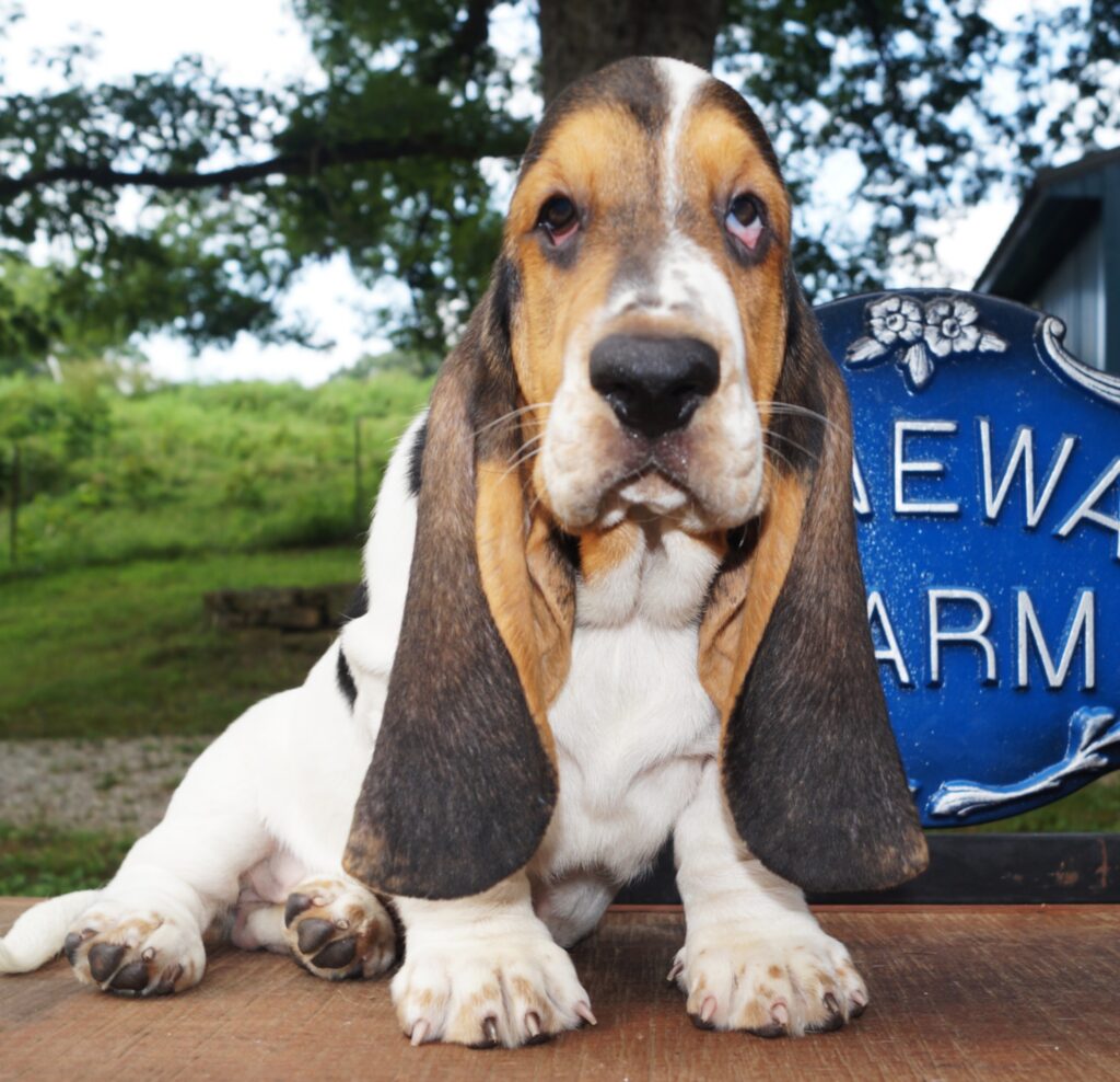 Basset Puppies 7