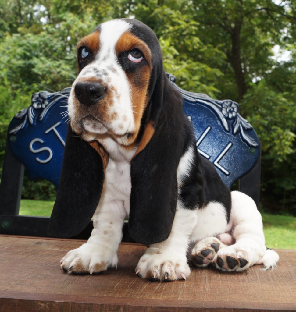 Basset Puppies 21