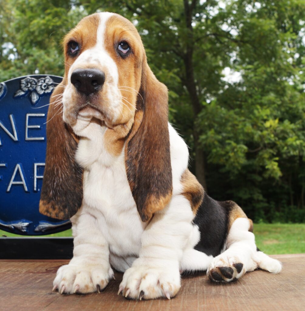 Basset Puppies 6