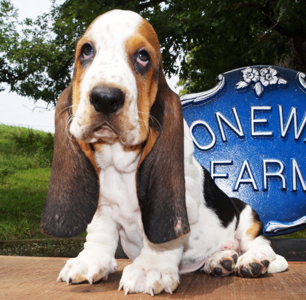 Basset Puppies 17