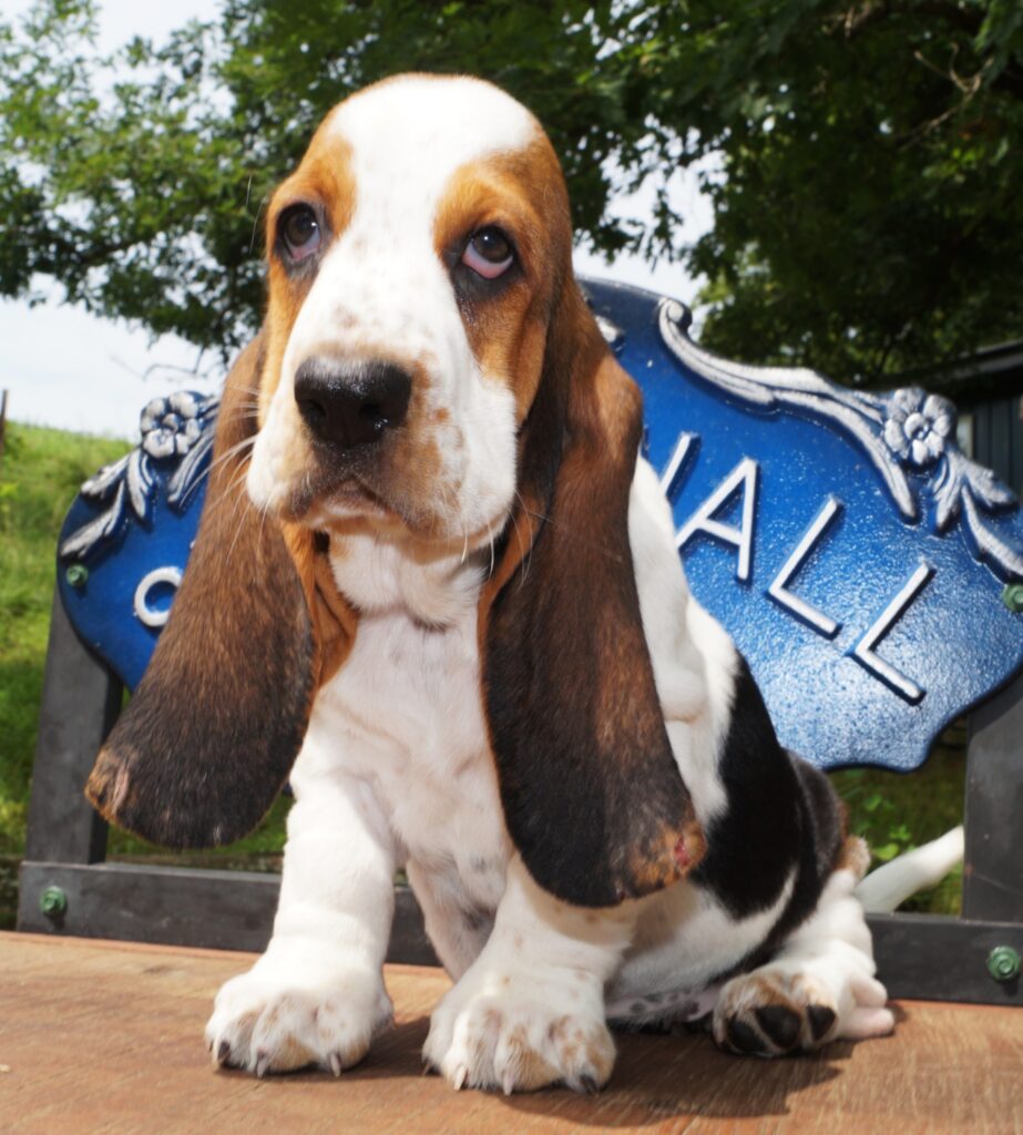Basset Puppies 12