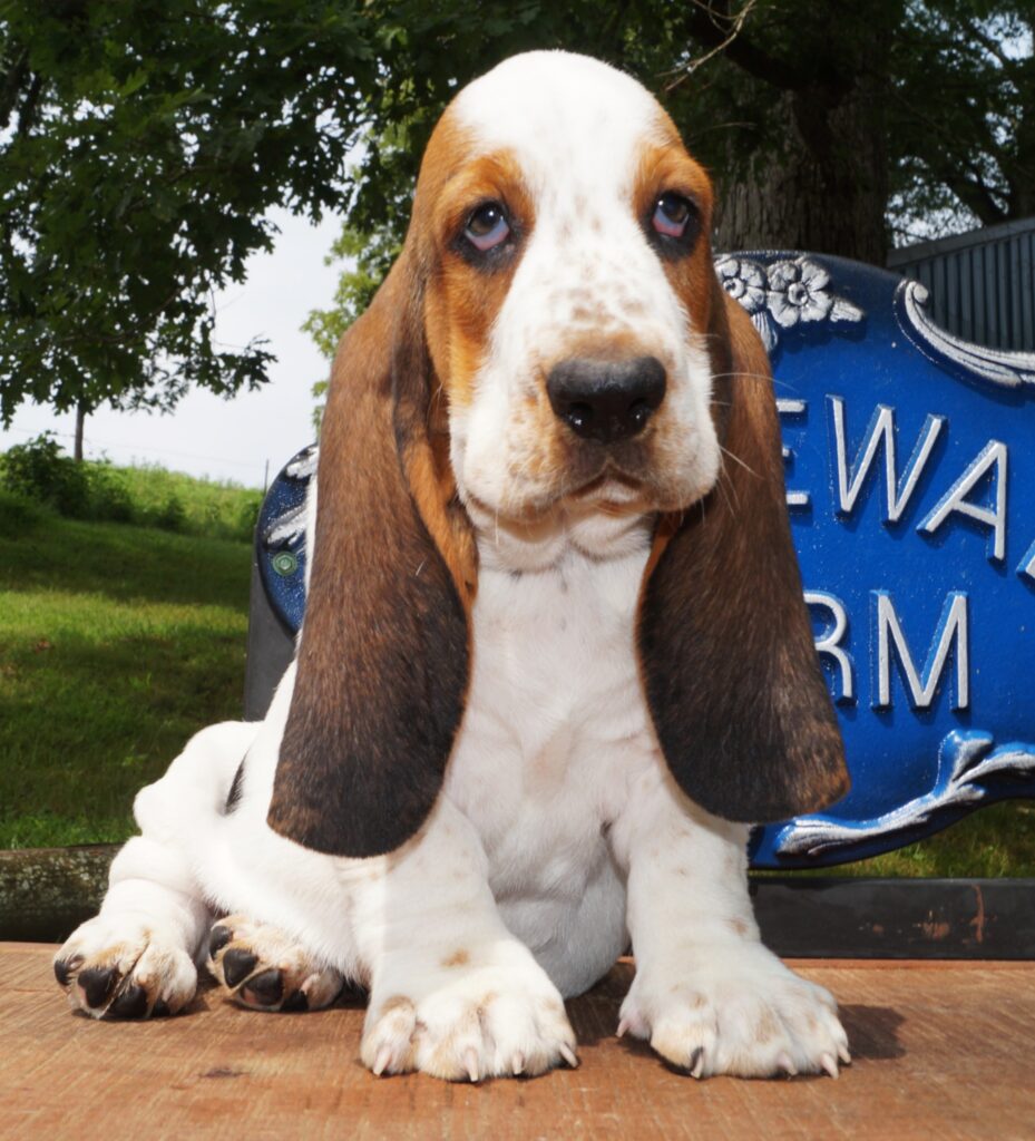Basset Puppies 19