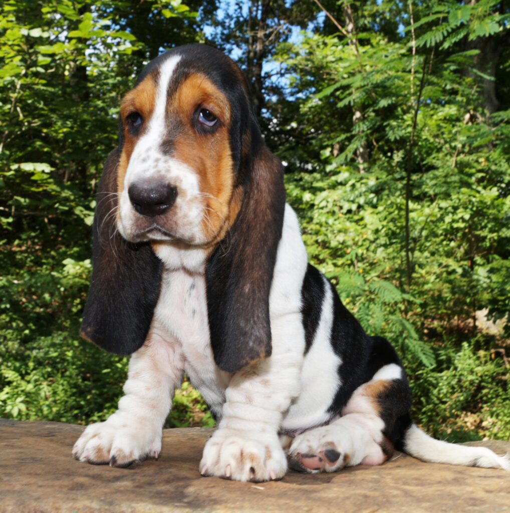 Basset Puppies 11