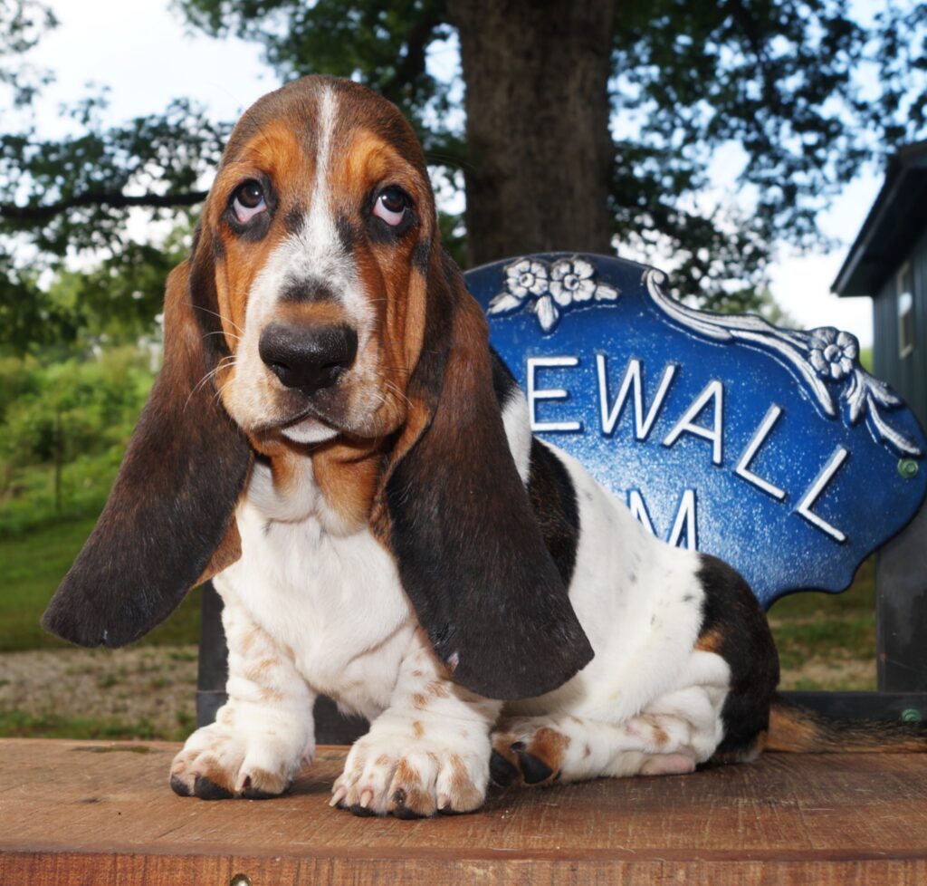 Basset Puppies 32