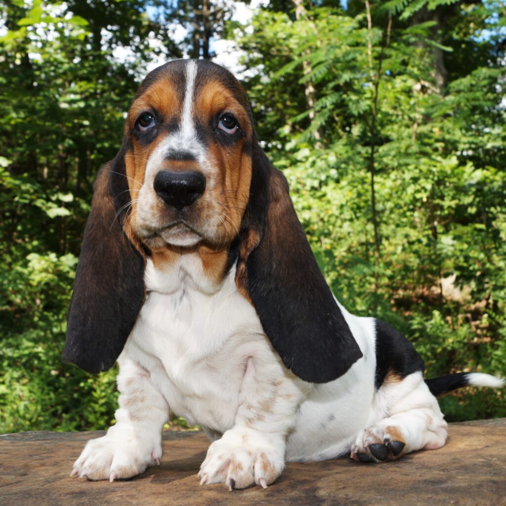 Basset Puppies 14