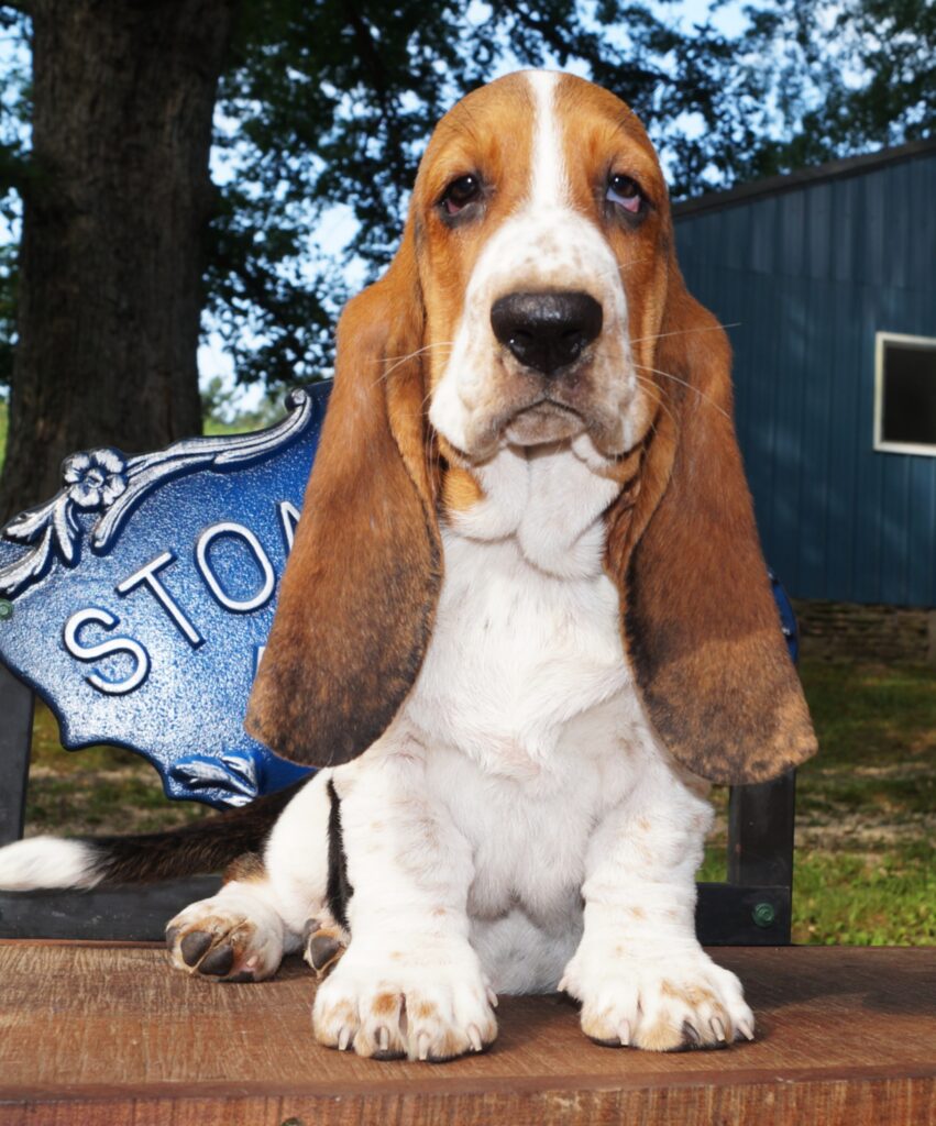 Basset Puppies 36
