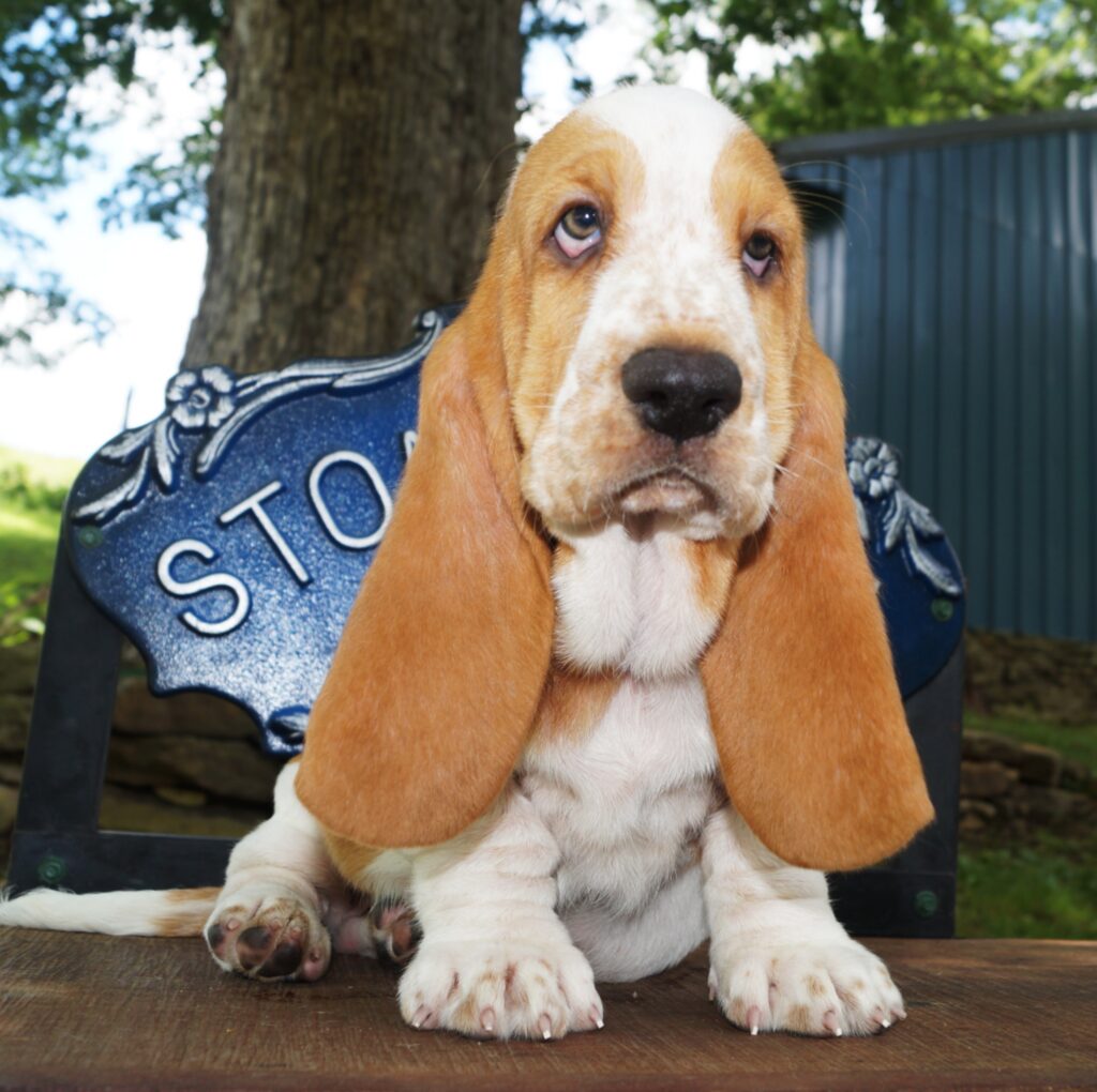 Basset Puppies 8