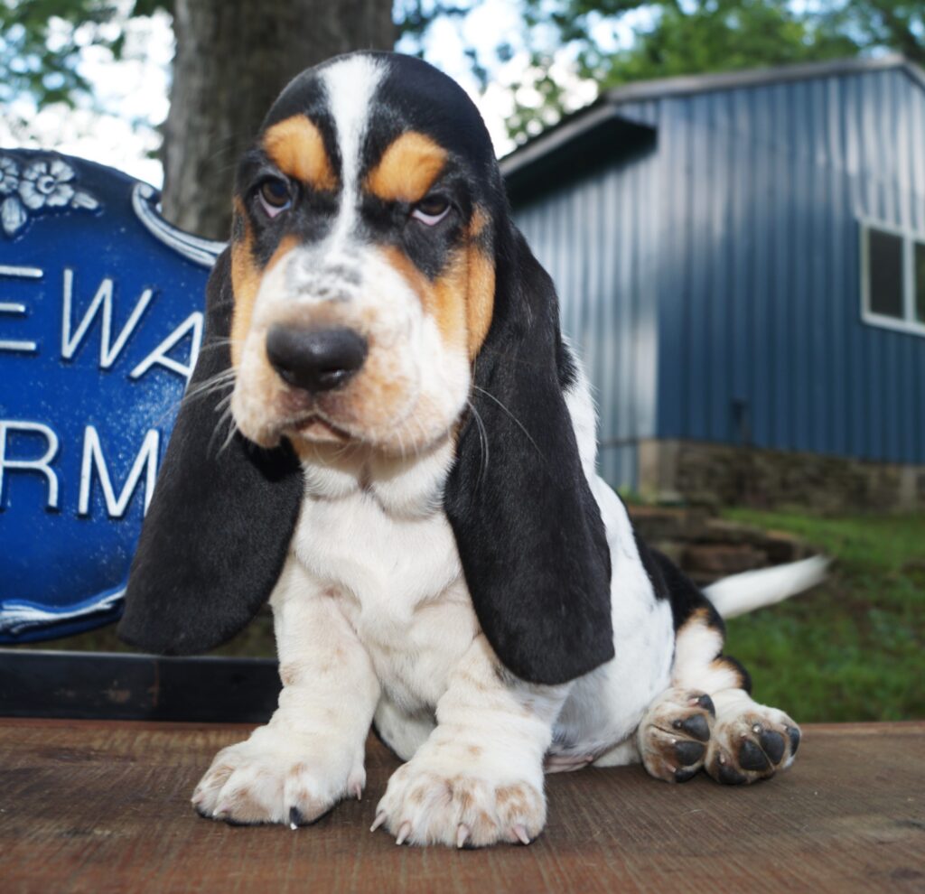 Basset Puppies 15
