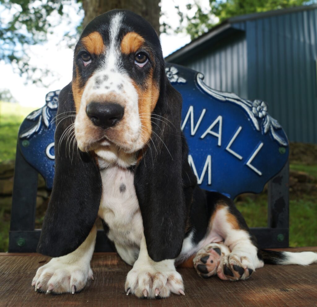 Basset Puppies 20