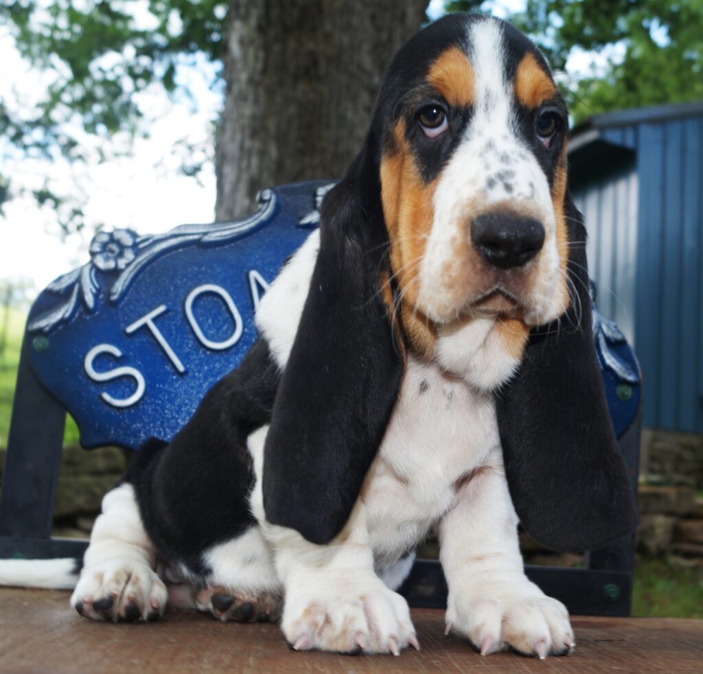 Basset Puppies 13