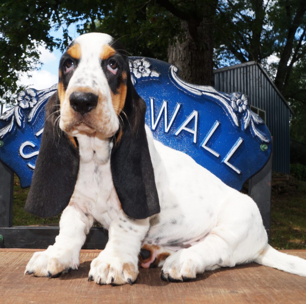 Basset Puppies 2