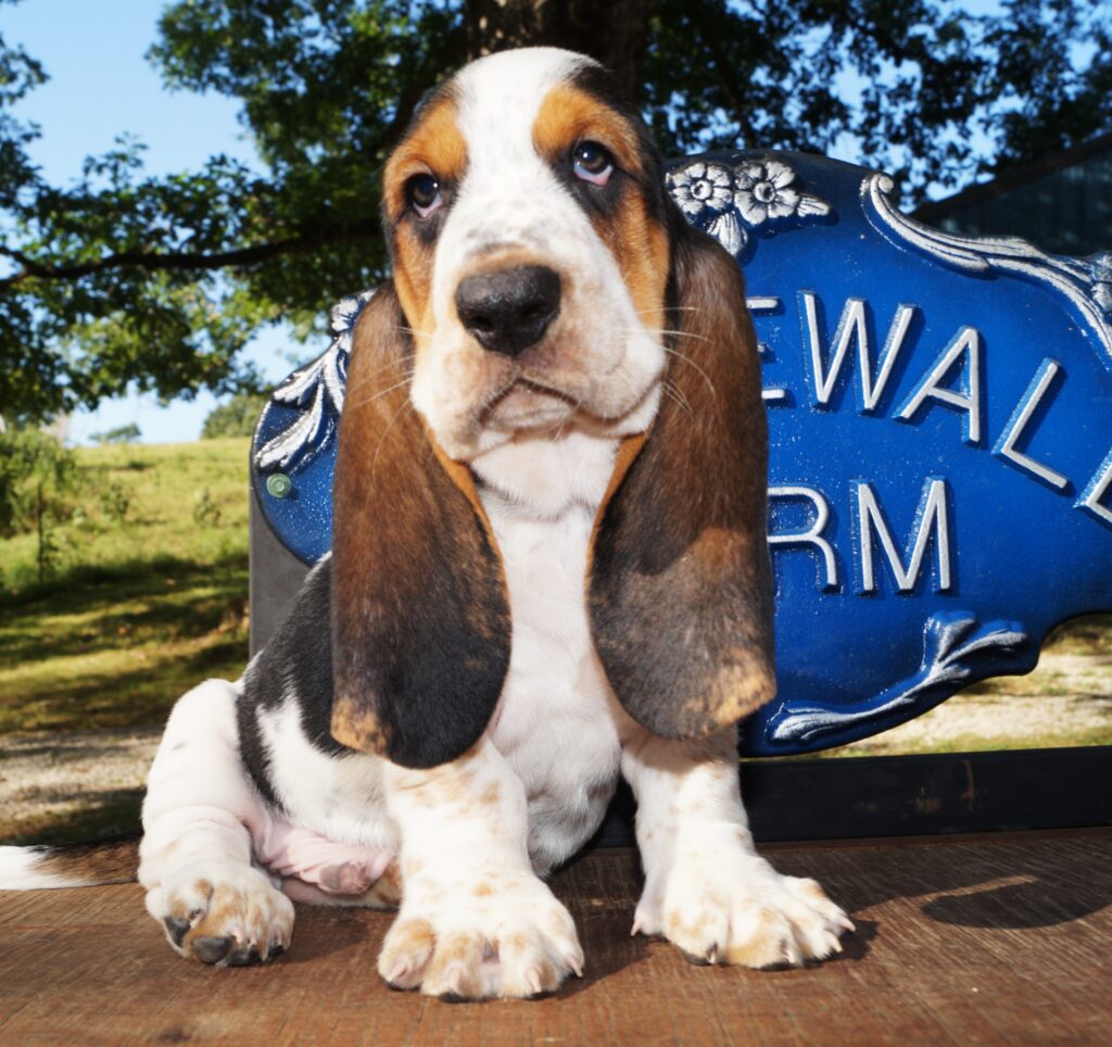Basset Puppies 5