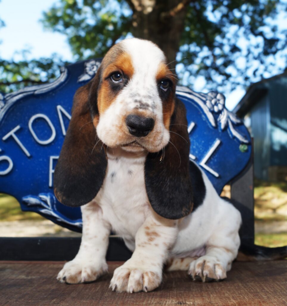 Basset Puppies 16