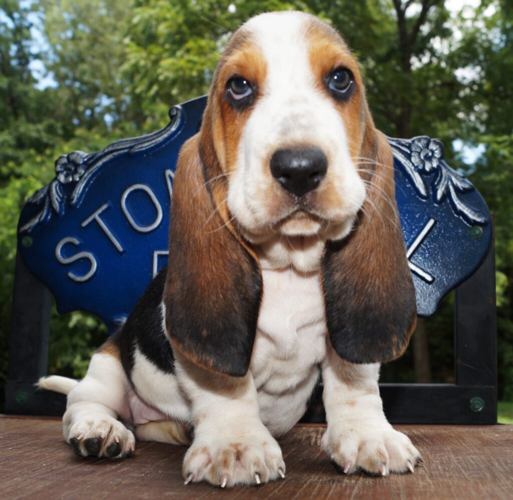 Basset Puppies 14