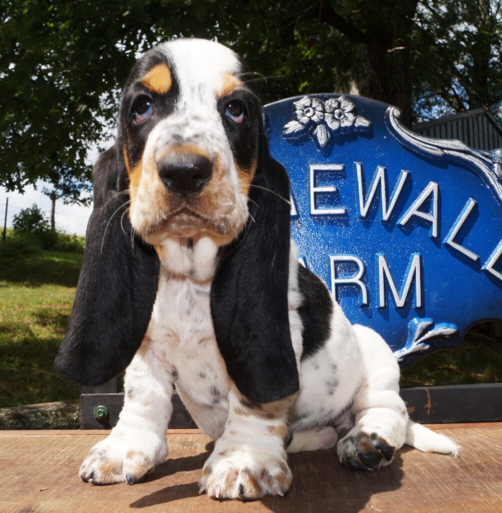 Basset Puppies 29
