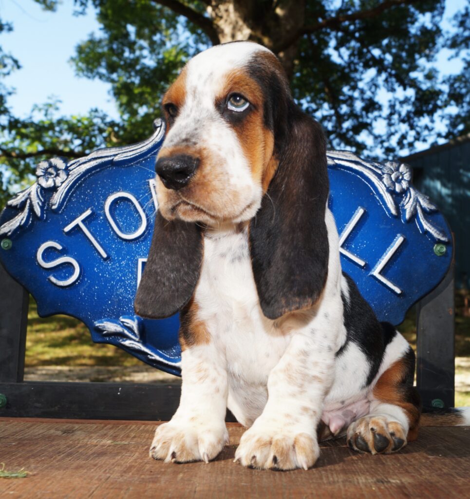 Basset Puppies 20