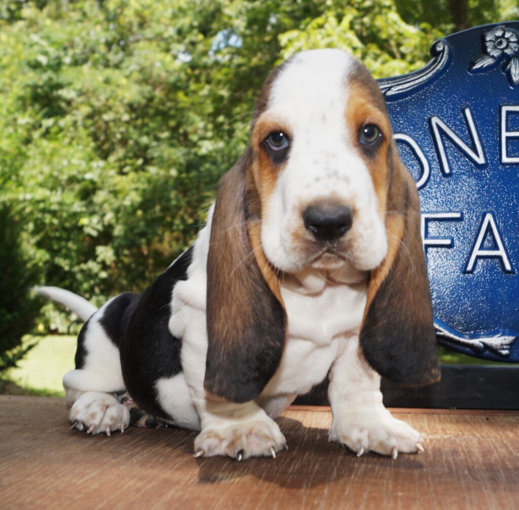 Basset Puppies 15