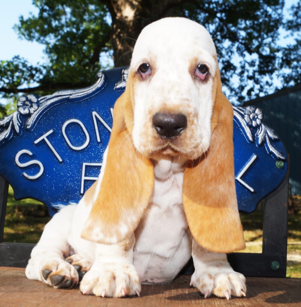 Basset Puppies 39