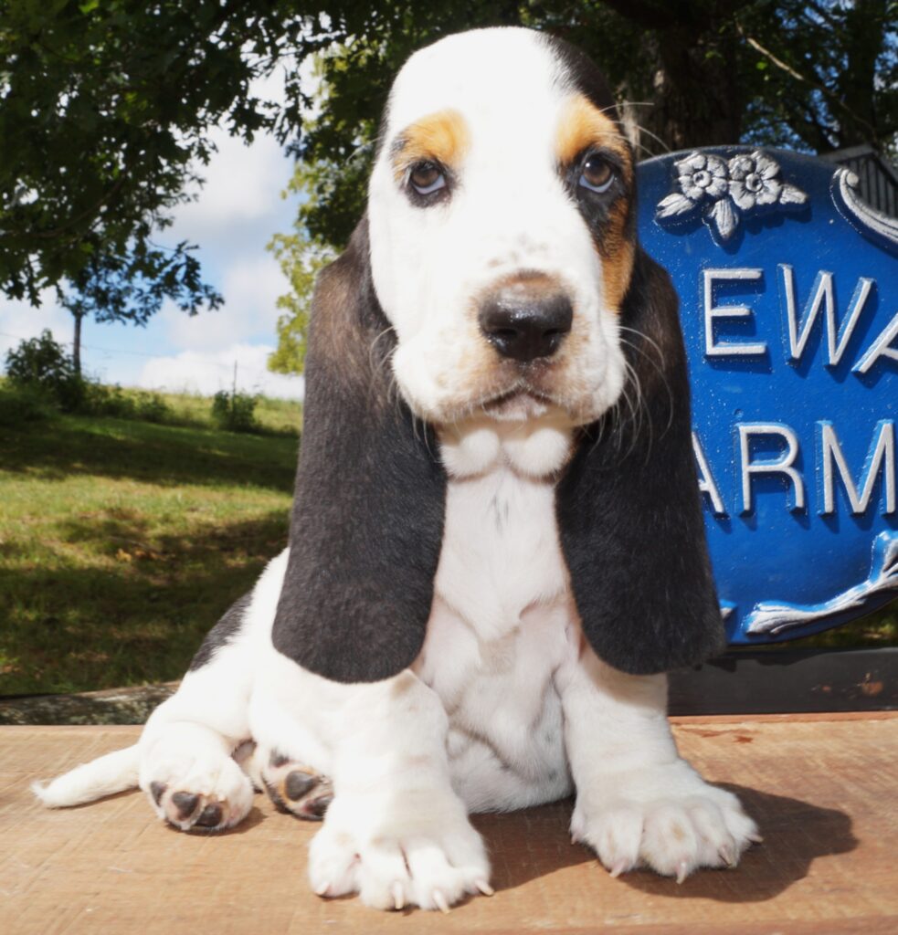 Basset Puppies 13