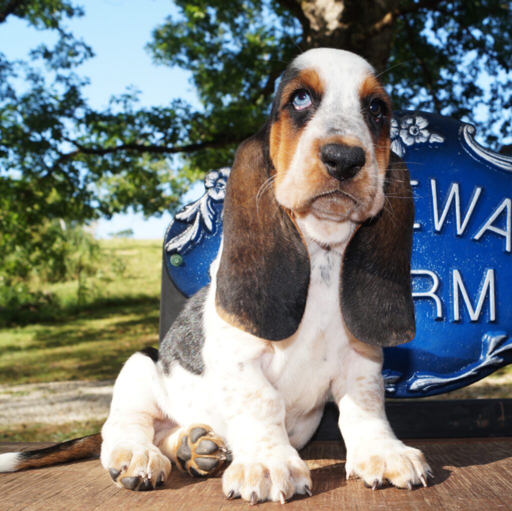 Basset Puppies 27