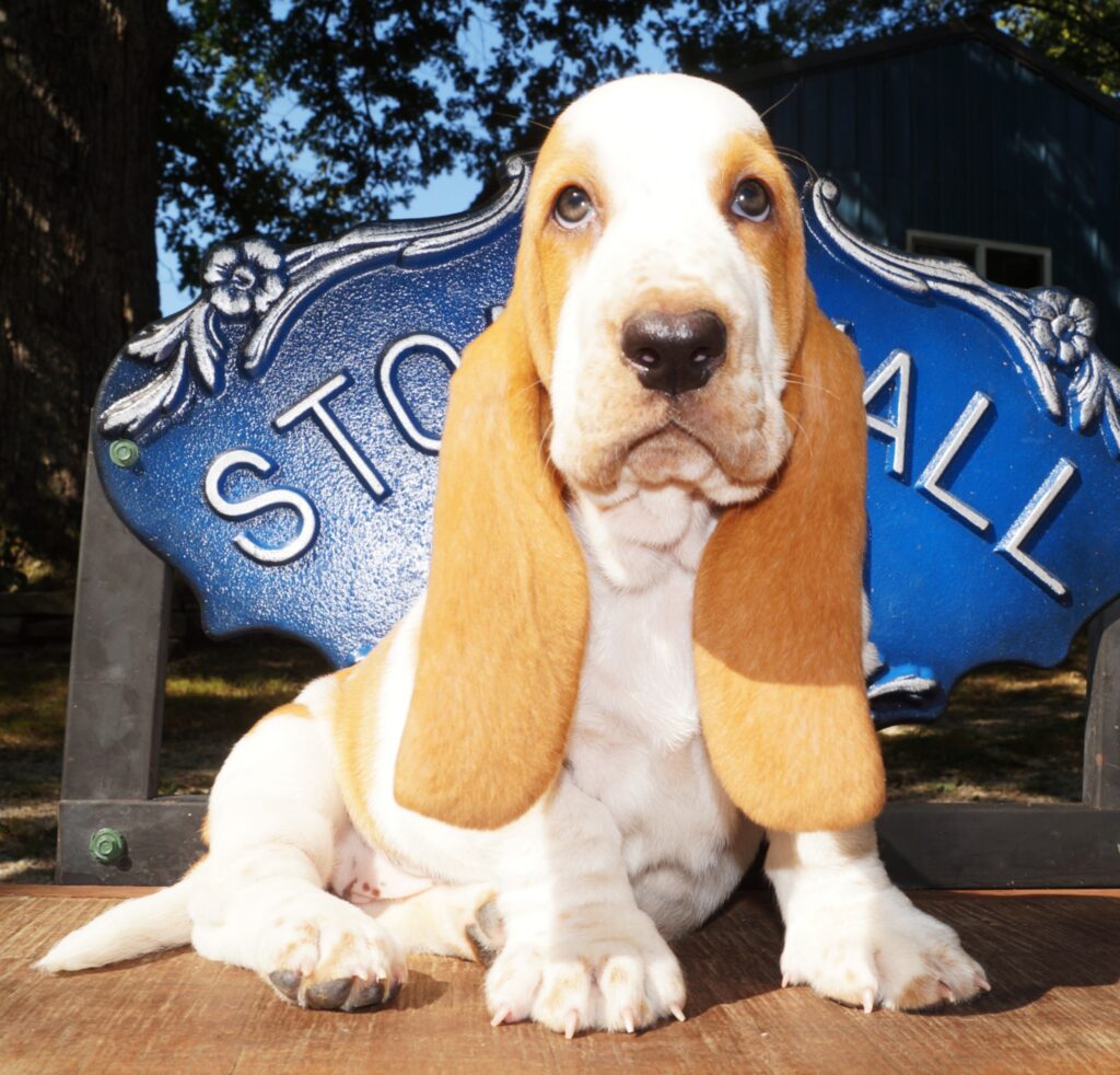 Basset Puppies 40