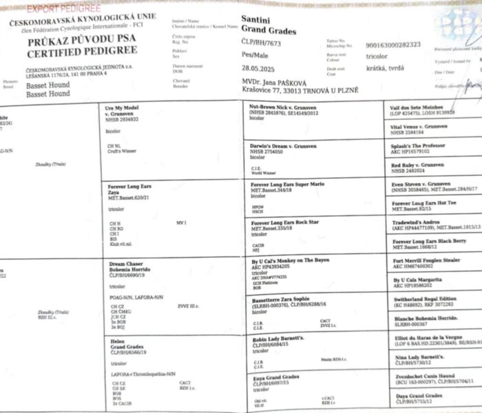 Export Pedigree