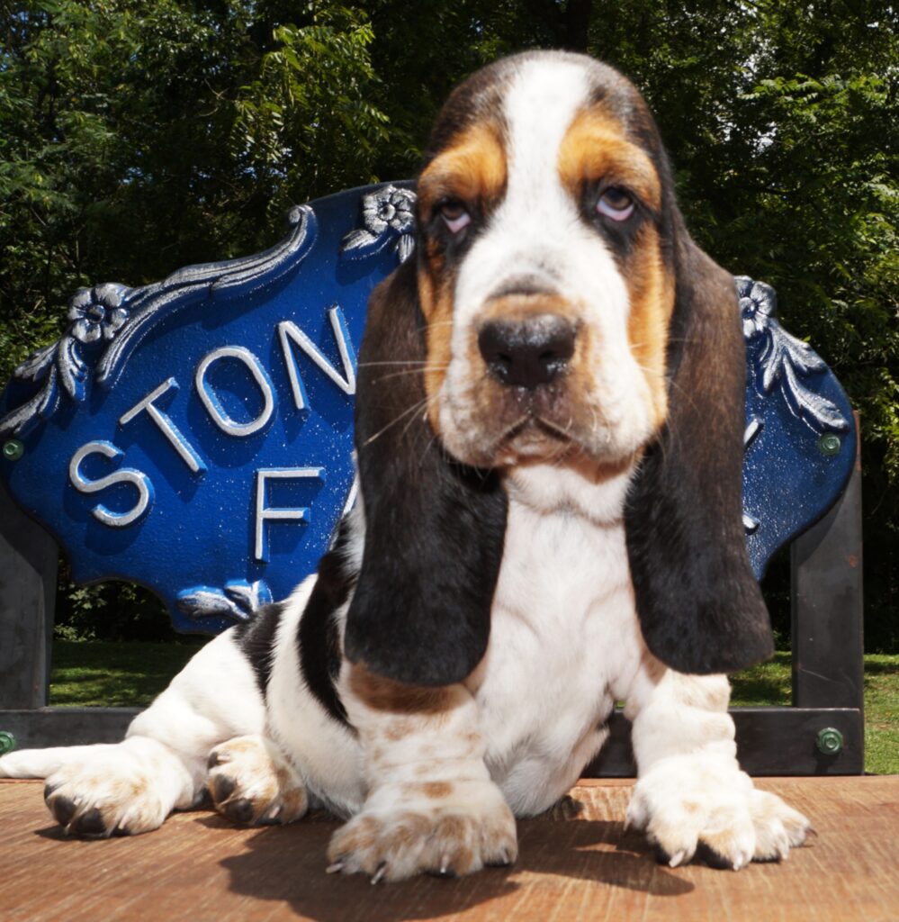 Basset Puppies 25