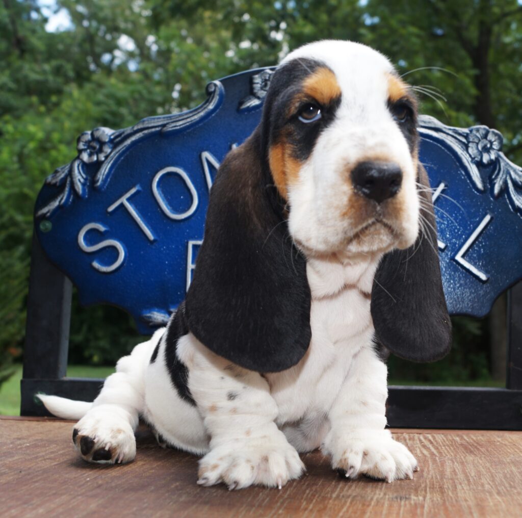 Basset Puppies 4