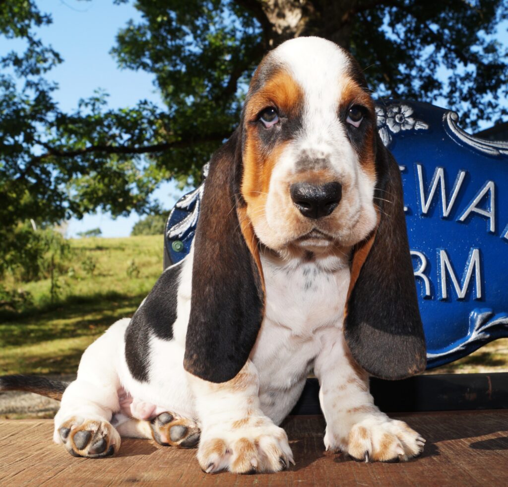 Basset Puppies 41